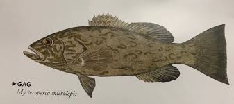 Image result for Mycteroperca microlepis