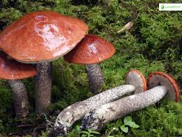 Attēlu rezultāti vaicājumam “Leccinum vulpinum”