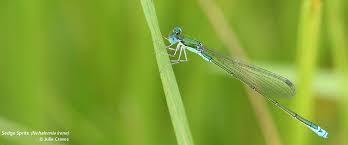 Attēlu rezultāti vaicājumam “Odonata”