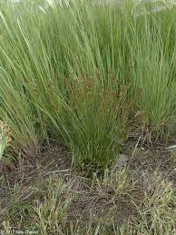 Attēlu rezultāti vaicājumam “Juncus compressus”