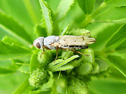 Attēlu rezultāti vaicājumam “Tetanops myopina”