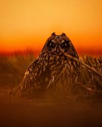 Attēlu rezultāti vaicājumam “Asio flammeus adult”