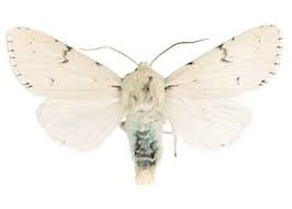 Attēlu rezultāti vaicājumam “Acronicta leporina”