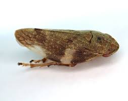 Attēlu rezultāti vaicājumam “Aphrophora alni”