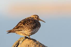 Attēlu rezultāti vaicājumam “Calidris maritima”