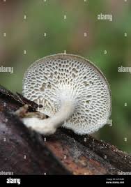 Attēlu rezultāti vaicājumam “Polyporus brumalis”