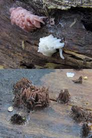 Attēlu rezultāti vaicājumam “Stemonitis axifera young”