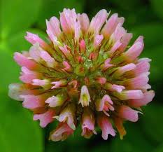 Attēlu rezultāti vaicājumam “Trifolium fragiferum flower”