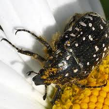 Attēlu rezultāti vaicājumam “Oxythyrea funesta”