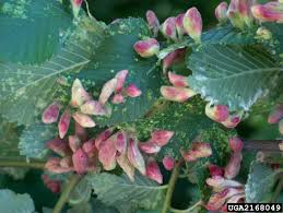 Attēlu rezultāti vaicājumam “Tetraneura ulmi”