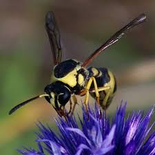 Attēlu rezultāti vaicājumam “Eumenes sp.”