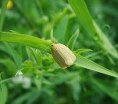 Attēlu rezultāti vaicājumam “Aphelia paleana”