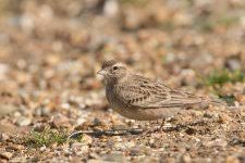 Image result for Snettisham Cc