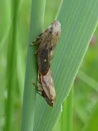 Attēlu rezultāti vaicājumam “Aphrophoridae imago”