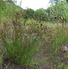 Attēlu rezultāti vaicājumam “Juncus articulatus”