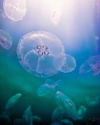 Attēlu rezultāti vaicājumam “Aurelia aurita”