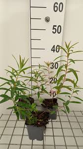 Attēlu rezultāti vaicājumam “Euphorbia palustris leaf”