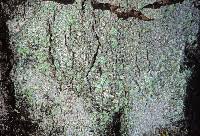 Attēlu rezultāti vaicājumam “Lecanora allophana”