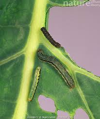 Attēlu rezultāti vaicājumam “Mamestra brassicae”