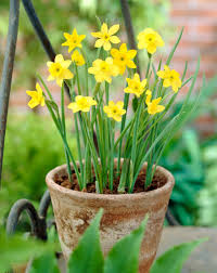 Attēlu rezultāti vaicājumam “Narcissus leaf”