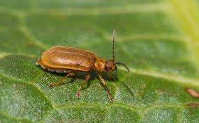 Attēlu rezultāti vaicājumam “Galerucella nymphaeae”