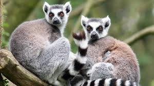 lemur ile ilgili görsel sonucu