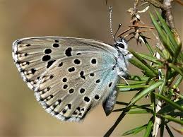 Attēlu rezultāti vaicājumam “Phengaris arion”