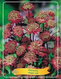 Attēlu rezultāti vaicājumam “Astrantia major fruit”