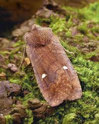 Attēlu rezultāti vaicājumam “Phalera bucephala”