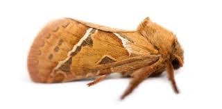 Attēlu rezultāti vaicājumam “Hepialus lupulinus”