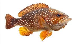 Image result for Mycteroperca microlepis