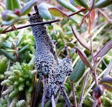 Attēlu rezultāti vaicājumam “Badhamia lilacina”