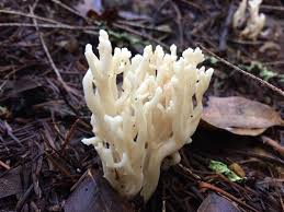 Attēlu rezultāti vaicājumam “Clavulina rugosa”