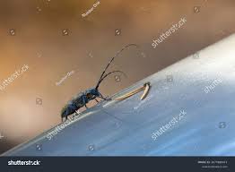 Attēlu rezultāti vaicājumam “Monochamus sutor”