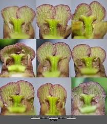 Attēlu rezultāti vaicājumam “Scrophularia umbrosa flower”