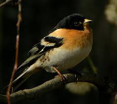 Attēlu rezultāti vaicājumam “Fringilla montifringilla”