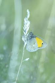 Attēlu rezultāti vaicājumam “Coenonympha glycerion underside”