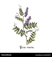 Attēlu rezultāti vaicājumam “Vicia cracca”