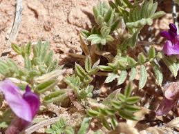 Attēlu rezultāti vaicājumam “Astragalus arenarius flower”