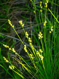 Attēlu rezultāti vaicājumam “Carex echinata”