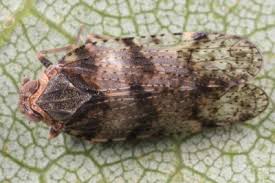 Attēlu rezultāti vaicājumam “Cixiidae”