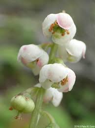 Attēlu rezultāti vaicājumam “Pyrola minor bud”