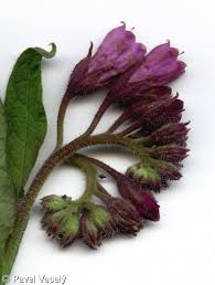 Attēlu rezultāti vaicājumam “Symphytum officinale bud”