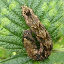 Attēlu rezultāti vaicājumam “Thyatira batis imago”