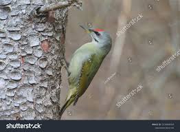 Attēlu rezultāti vaicājumam “Picus canus”