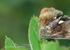 Attēlu rezultāti vaicājumam “Panemeria tenebrata”