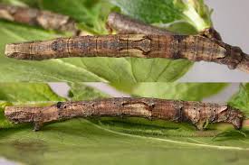 Attēlu rezultāti vaicājumam “Crocallis elinguaria”