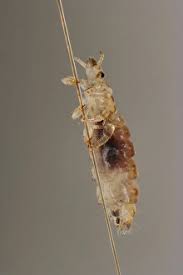 Attēlu rezultāti vaicājumam “Phthiraptera”