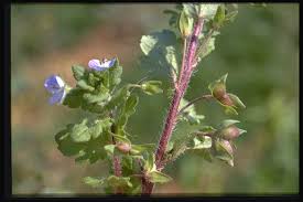 Attēlu rezultāti vaicājumam “Veronica persica fruit”