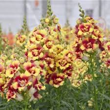 Image result for Antirrhinum majus
